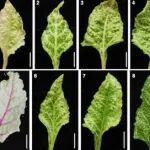 中国农业大学植保学院韩成贵/王颖团队建立应用于甜菜基因功能研究的高效病毒载体系统