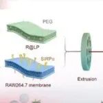 Bioact Mater丨复旦大学宋亚楠等研究发现巨噬细胞仿生纳米颗粒协同增强胞吐作用和胆固醇流出减缓动脉粥样硬化进展