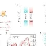 AFM | 中国科学院包西昌研究发现新型聚合物给体助力健康监测超高灵敏度近红外有机光电探测器