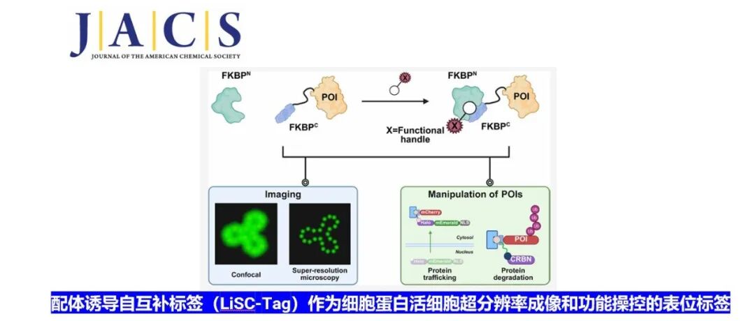 JACS | 配体诱导自互补标签（LiSC-Tag）作为细胞蛋白活细胞超分辨率成像和功能操控的表位标签