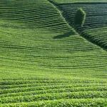 《食品科学》：四川省农业科学院茶叶研究所唐晓波研究员、张厅副研究员等：不同杀青方式对‘白牛早’绿茶风味品质的影响