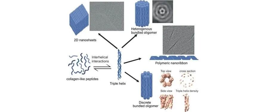 文献分享 | Science：预测人类蛋白质组中的蛋白质-蛋白质相互作用