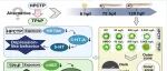 南方医科大学黄振烈教授团队EST｜六苯氧环三磷腈的发育和神经行为毒性：对其作为阻燃剂磷酸三苯酯替代品的安全性思考