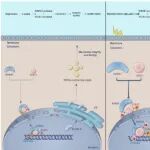 Cell Death Differ丨复旦大学朱敏敏等团队发现AARS1介导的H3K18和STAT1乳酸化促进糖尿病肾病的铁死亡
