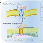 华南理工王小慧、王蕾/科罗拉多大学张伟 AFM：从生物膜汲取灵感-CF@ICOF复合隔膜纸提升锂硫电池性能的新策略