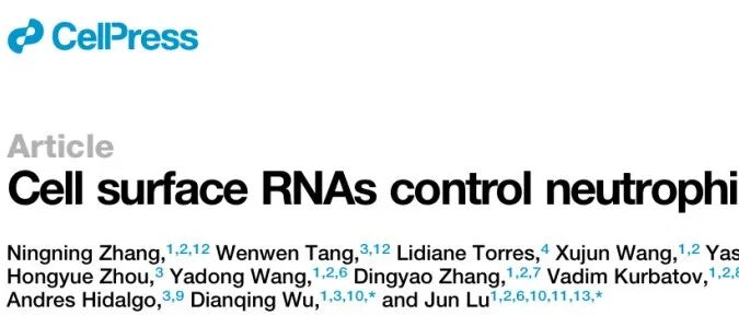 【转载】Cell | 细胞表面 RNA 控制中性粒细胞募集