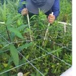 华东师范大学硕士生一作在生态学一区top发表论文，揭示入侵植物移除后生态恢复的过程与机制
