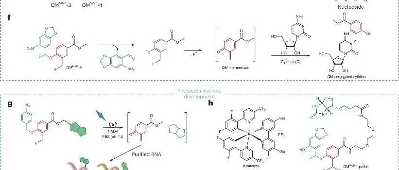 Nat. Chem. | 光催化标记探针对亚细胞转录组和蛋白组进行同步解析
