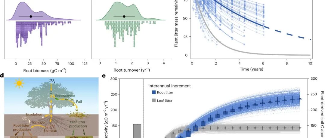 北半球尺度评估丨NAT GEOSCI：吸附性细根在十年尺度上对森林土壤碳积累的显著贡献