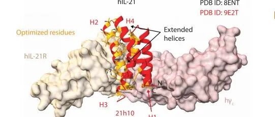 哈佛医学院设计激活低亲和力T细胞的IL-21变体蛋白