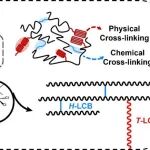 浙江大学王文俊教授团队 Macromolecules：双长支链结构聚烯烃弹性体POE的创新设计
