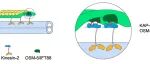 Current Biol | 清华大学生命学院欧光朔实验室揭示驱动蛋白-2与鞭毛内运输复合物耦合的保守机制