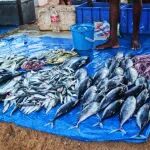 《食品科学》：华南农业大学黄晓梅副研究员等：QuEChERS法同时测定水产品中邻苯二甲酸酯及其代谢物的含量