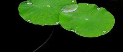 助力绿色农业革命！中科院成都生物所破解氮肥利用率低的难题——浮萍GS2基因大幅提高尿素利用效率和蛋白含量和产量