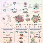 Biomaterials：精准靶向癌症相关成纤维细胞的纳米调节剂用于增强三阴性乳腺癌化学免疫治疗