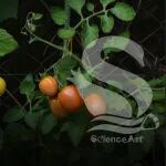 Nat commun | 浙大团队发现HY5整合光和电信号，触发茉莉酸爆发，用于番茄线虫防御
