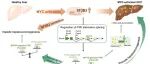Hepatology丨天津大学张宥偲研究发现SF3B3的FXR剪接可促进myc驱动的肝癌发生
