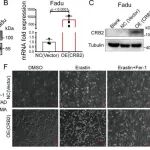 Cancer Res丨中南大学刘咏研究发现CRB2激活表观遗传轴促进头颈部鳞状细胞癌的铁死亡