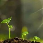 PNAS | 湘湖实验室联合约翰英纳斯中心发现子代获得亲本环境适应性的新机制