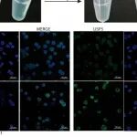 Science子刊 | 南开大学杨光等团队研究鉴定出泛素特异性蛋白酶5为AE的去泛素化酶