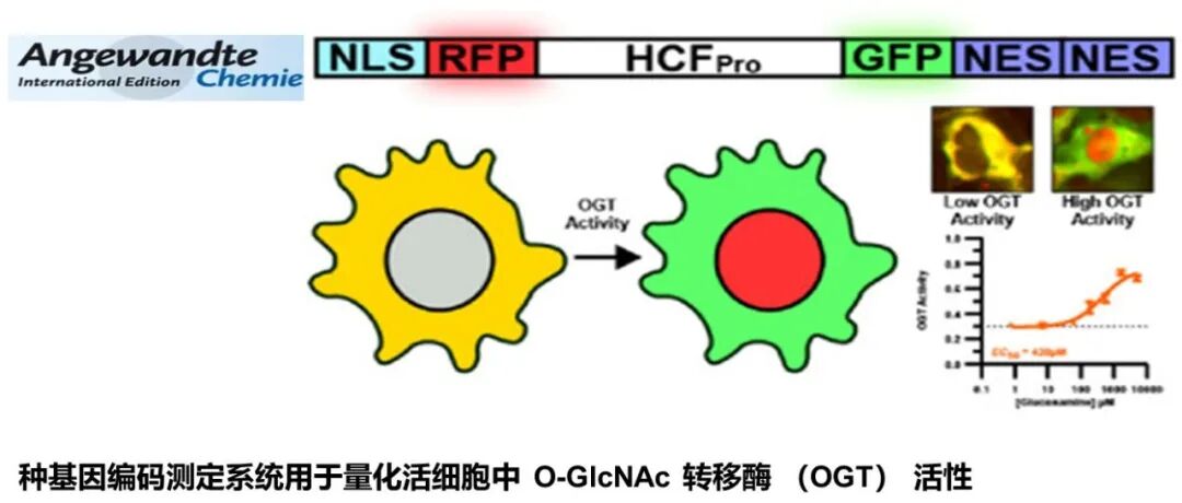 Angew. Chem. Int. Ed. | 一种基因编码测定系统用于量化活细胞中 O-GlcNAc 转移酶 （OGT） 活性