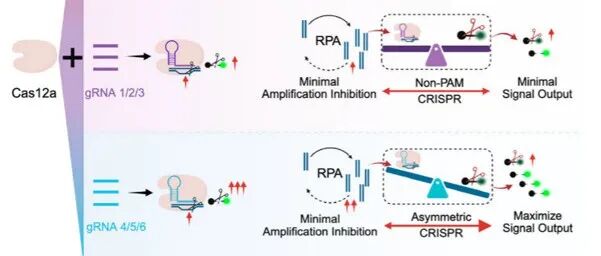 Nat. Commun. &#166;CRISPR-Cas12a通过多重引导RNA有利于反式切割而不是顺式切割，实现病原体DNA灵敏检测
