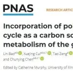 中科院国家纳米中心陈春英院士团队PNAS：聚乳酸微塑料作为碳源掺入碳循环中将重塑肠道内源性代谢