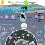 上海海洋大学王有基课题组E&H：老化增强了生物基微塑料聚乳酸及其吸附的磷酸三(1-氯-2-丙基)酯对贻贝的生态毒理学效应