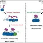 Cell Res | 中国科学院分子细胞科学卓越创新中心刘珈泉组合作揭示MDA5易位运动维持免疫稳态的新机制
