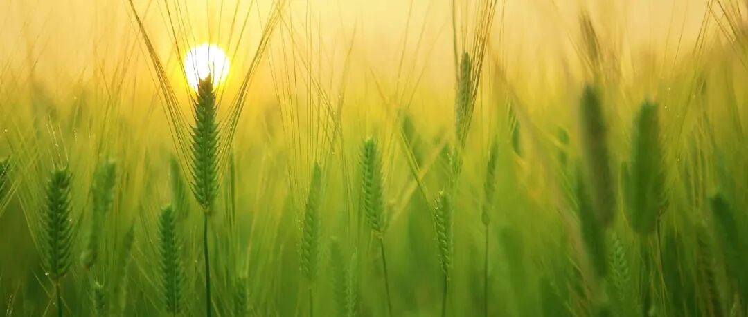 重磅！我国植物科学领域再发Science封面论文，绘制根系微生物“定居地图”（附专家点评）