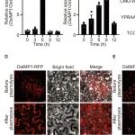 继Cell后，吉林农业大学孙文献教授团队再发Molecular Plant揭示水稻免疫肽及其受体广谱抗病的分子机制