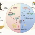 Cell Death Differ丨上海交通大学吴英理等发现USP2通过稳定PPARγ促进代谢功能障碍相关的脂肪性肝病进展