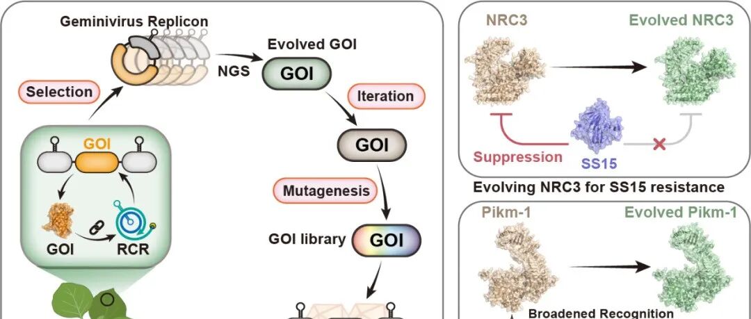 赞！2025年高彩霞团队合作发表6篇Cell，Nature及Science