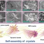 西南交大王勇教授等 Macromolecules：受生物矿化启发的超强韧自愈合水性聚氨酯弹性体