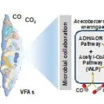 浙江大学赵和平团队ACS ES&T Engg.：一氧化碳驱动混合微生物群落合成C2-C4羧酸盐