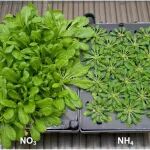 植物分子互作