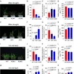 Plant Cell 扬州大学农学院徐辰武团队联合中国农业大学袁力行团队揭示GABA代谢调控玉米耐逆的分子机制