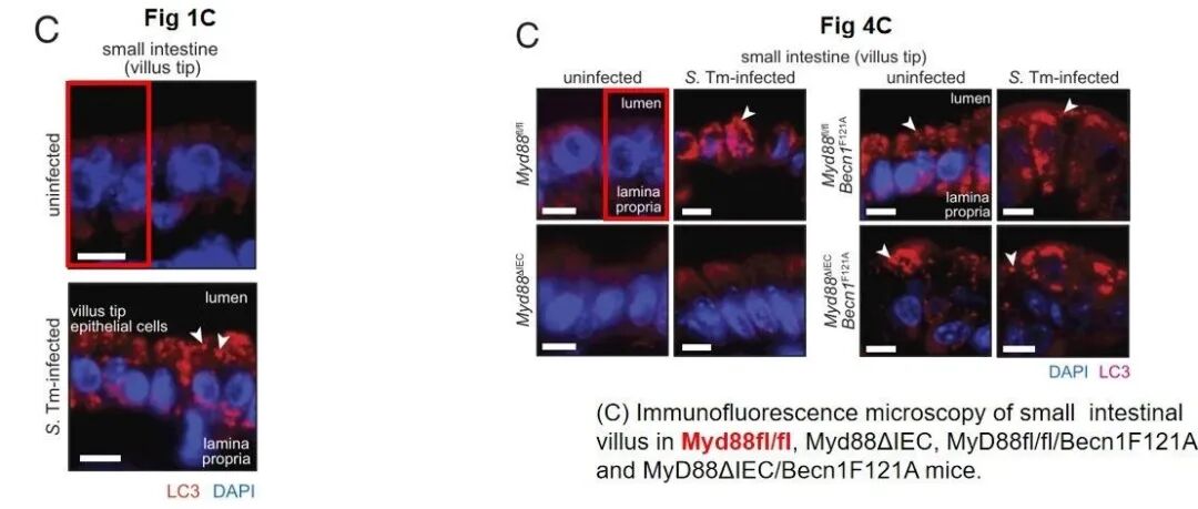 为所欲为？黑照片随便用！院士领衔发表的Science、Cell子刊及PNAS图片使用混乱