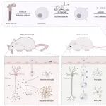 邱丽萍/谭蔚泓合作最新Nature子刊