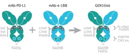 Genmab发表PD-L1/4-1BB双抗Acasunlimab的作用机制