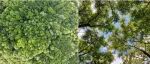 植物所博士生一作在顶级期刊《PNAS》发文！