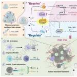 Biomaterials：铝纳米平台可协调STING可用性和激动剂递送以增强抗肿瘤免疫治疗