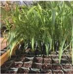 植物分子互作
