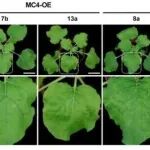 Sci Adv丨中国农业大学李大伟研究发现MC4-La1切割模块通过整合R基序介导的防御mRNA翻译来限制植物病毒感染