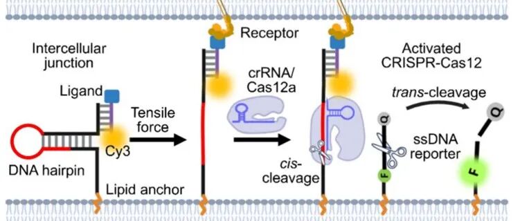 Nano Lett.  &#166;通过Cas12a辅助膜分子探针灵敏检测细胞间拉力