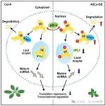Cell Reports&#160;|&#160;上海交通大学/华南农业大学薛红卫团队发现酪蛋白激酶AELs调控植物miRNA代谢平衡的新机制