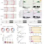 华中农业大学博士生一作在一区TOP期刊(5y=9.1)发表研究成果，揭示油菜异源多倍化亚基因组协同进化新规律