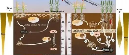 南京农业大学农学院研究团队在《Nature Geoscience》发文！