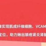 项目文章: SeekSpace&#174;实现肌成纤维细胞、VCAM1+ PT细胞及免疫细胞的共定位,揪出狼疮肾炎肾脏里的 “炎症团伙”