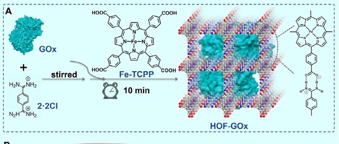 Adv. Funct. Mater. | 微环境自优化HOFs生物催化剂用于增强双硫死亡介导的抗肿瘤免疫治疗